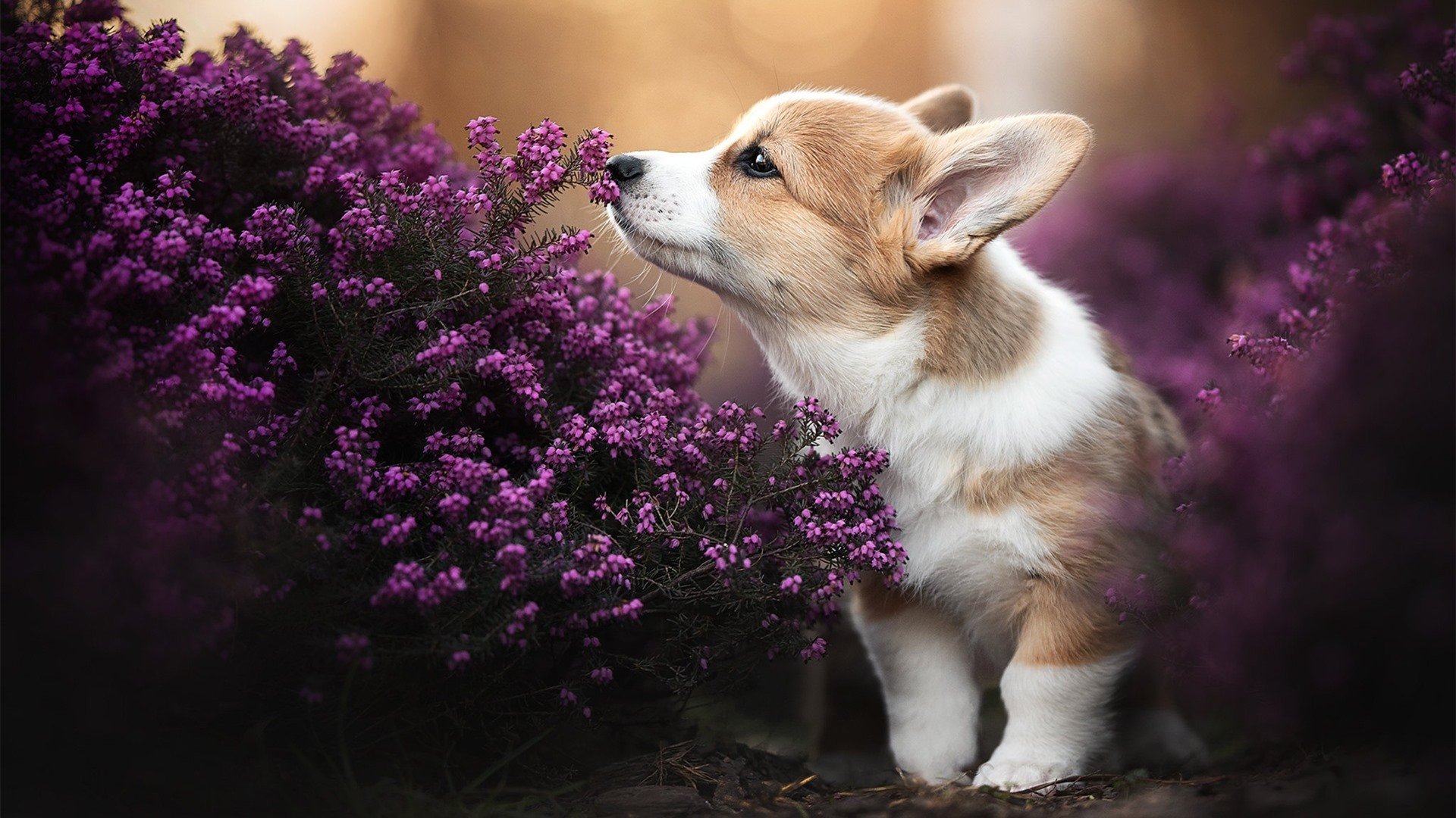 逆袭黑马 vs 老牌王者，红牛二队鏖战梅赛德斯，塞恩斯烫金右脚点燃赛道