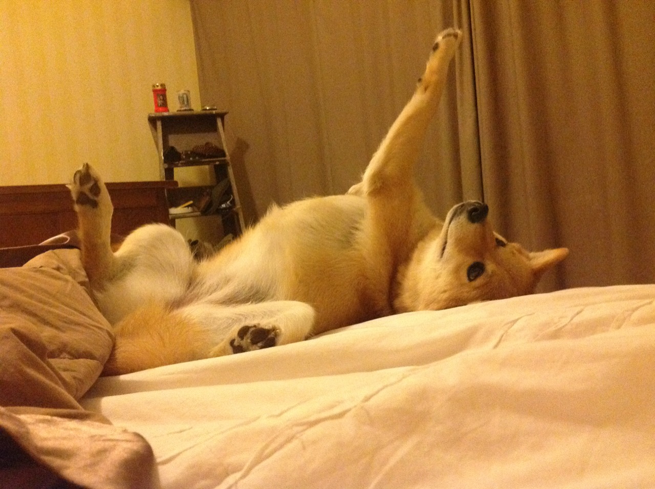 爱游戏娱乐-统治者的败北，皮亚斯特里全场领跑却输给哈斯车队的神奇一胜