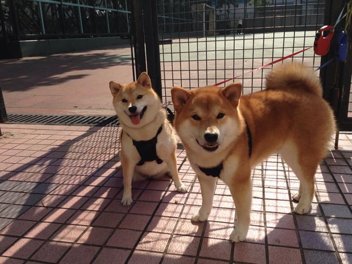 爱游戏大厅-跨界竞技场，法国队轻取泰国队之夜，李梓嘉如何统治全场？