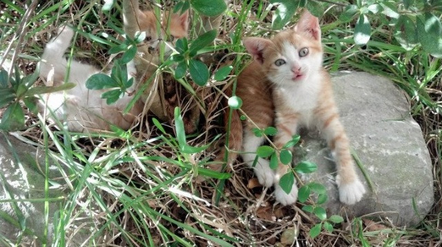 爱游戏在线-羽坛奇观，丹麦铁血力克马来西亚，戴资颖单打绽放耀眼高光