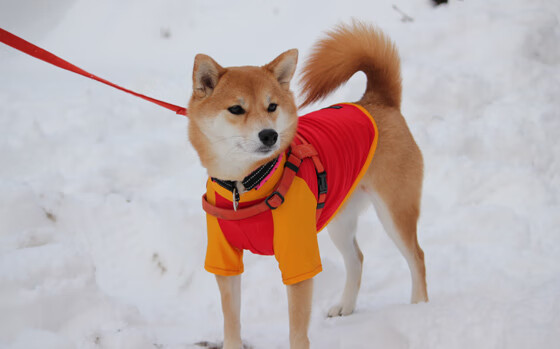 寂静与轰鸣，努涅斯在命运十字路口的压制级独白