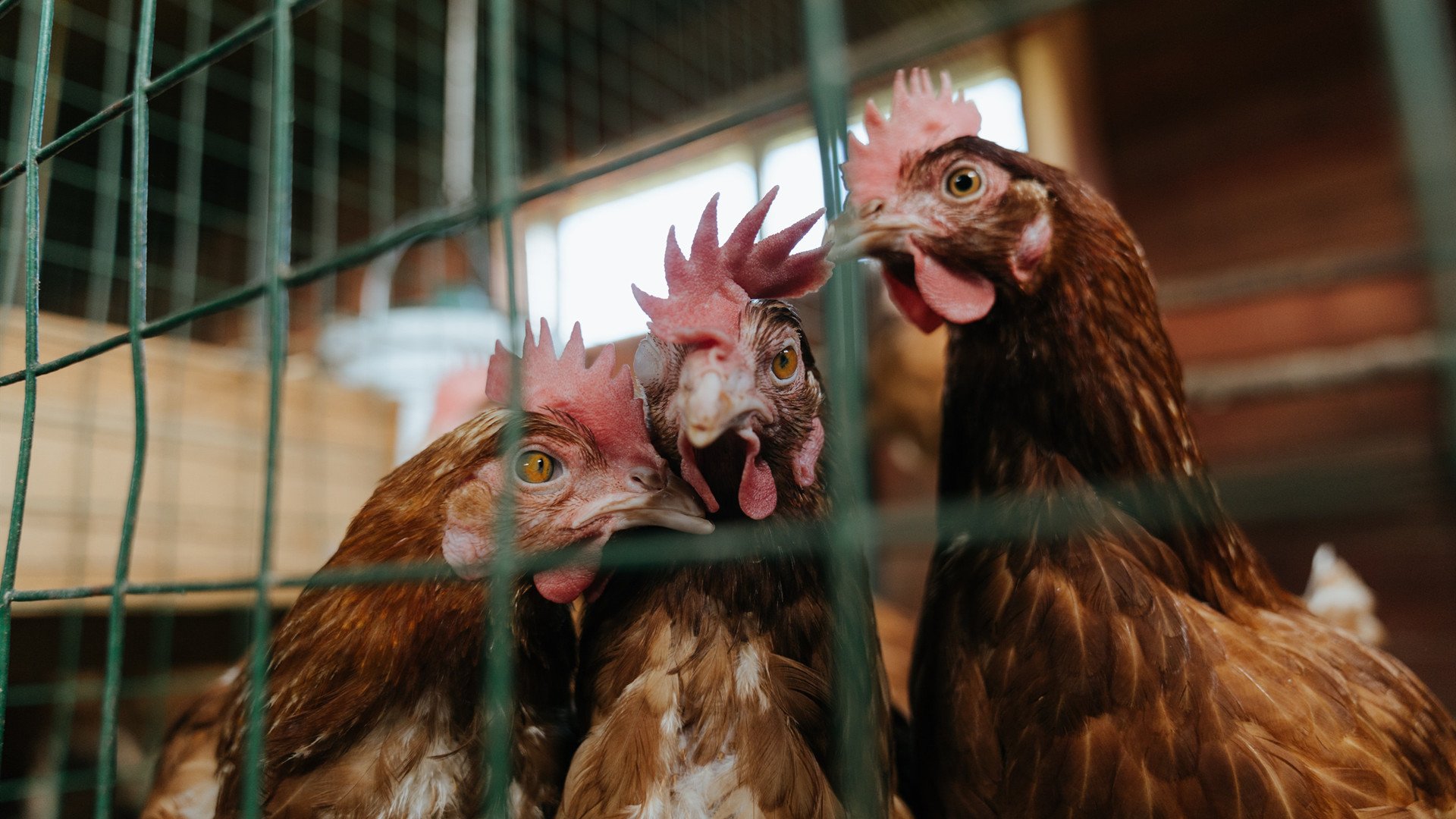 莫兰特时刻，当刀锋划破金州穹顶