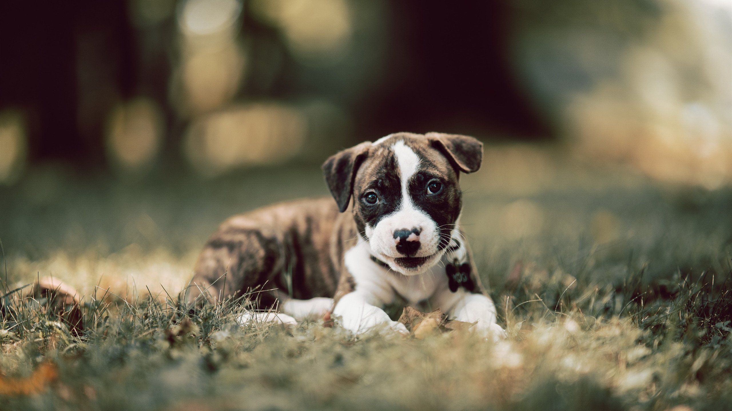 无声的咆哮,阿坎吉用最古老的方式决定最现代的冠军