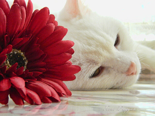 毒刺与利刃,黄蜂速胜启示录与伦纳德的冠军基因