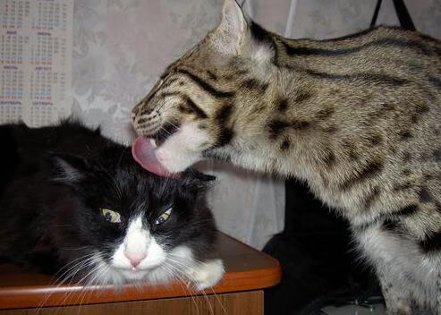 最喧哗的夜晚，最安静的宗师