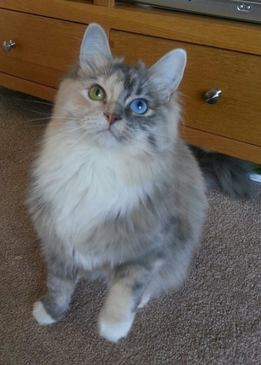 F1年度争冠之夜，当赛道硝烟散尽，隐形赢家贝恩如何将存在感拉满？