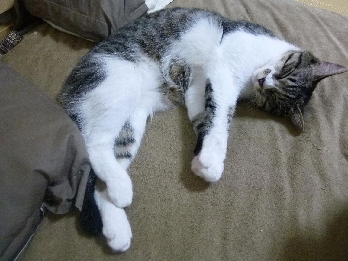 双星闪耀，萨拉赫与芬兰冰球队在关键时刻的共鸣