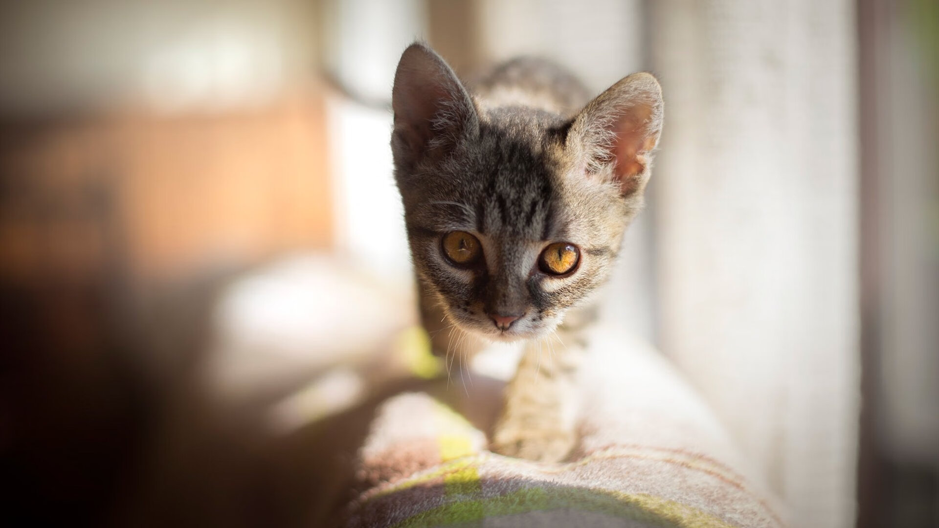 唯一性的黄昏，补时英雄布鲁诺·因卡皮耶，铸就勒沃库森的不败金身