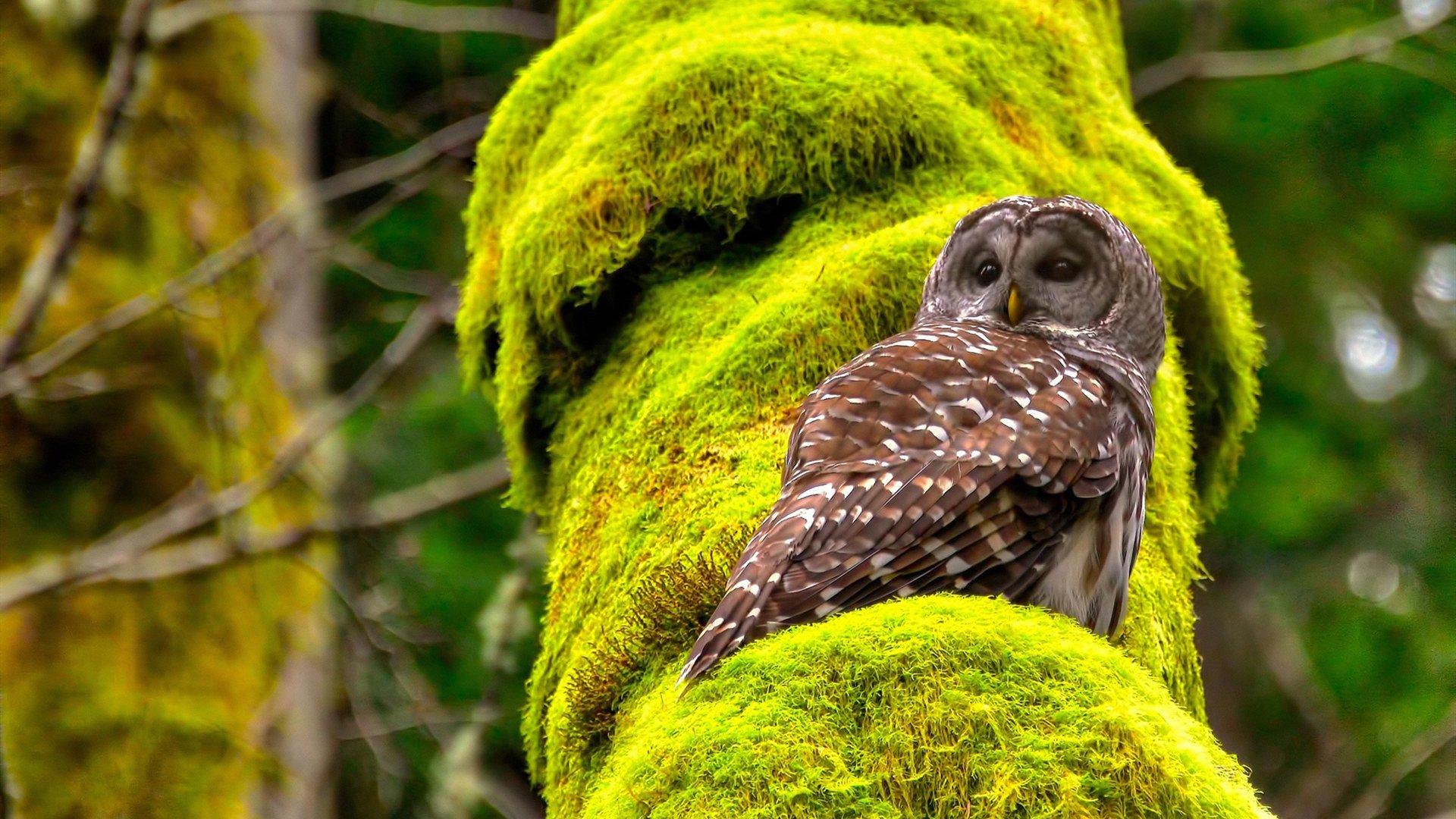 拉齐奥鏖战力克里昂，伊萨克闪耀全场获满分赞誉