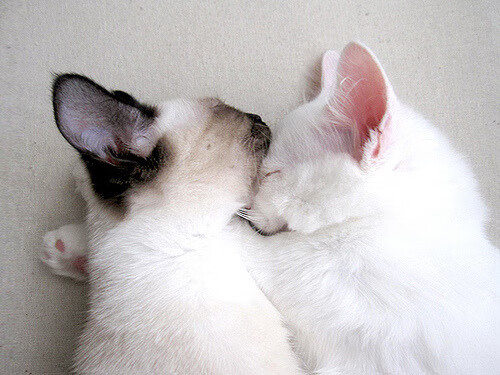 炼金炉的淬炼与巨星的重生，奥运周期关键战之夜，苏亚雷斯展现的不可替代价值