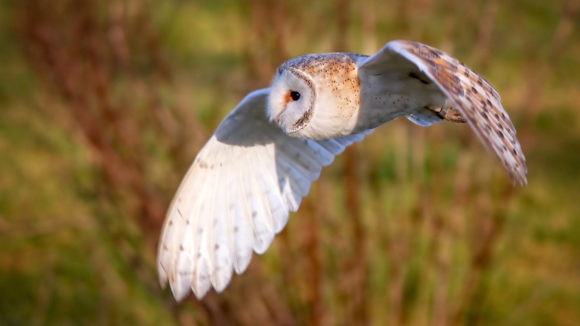 一场未发生的对决,当深圳队穿越到AT&T中心