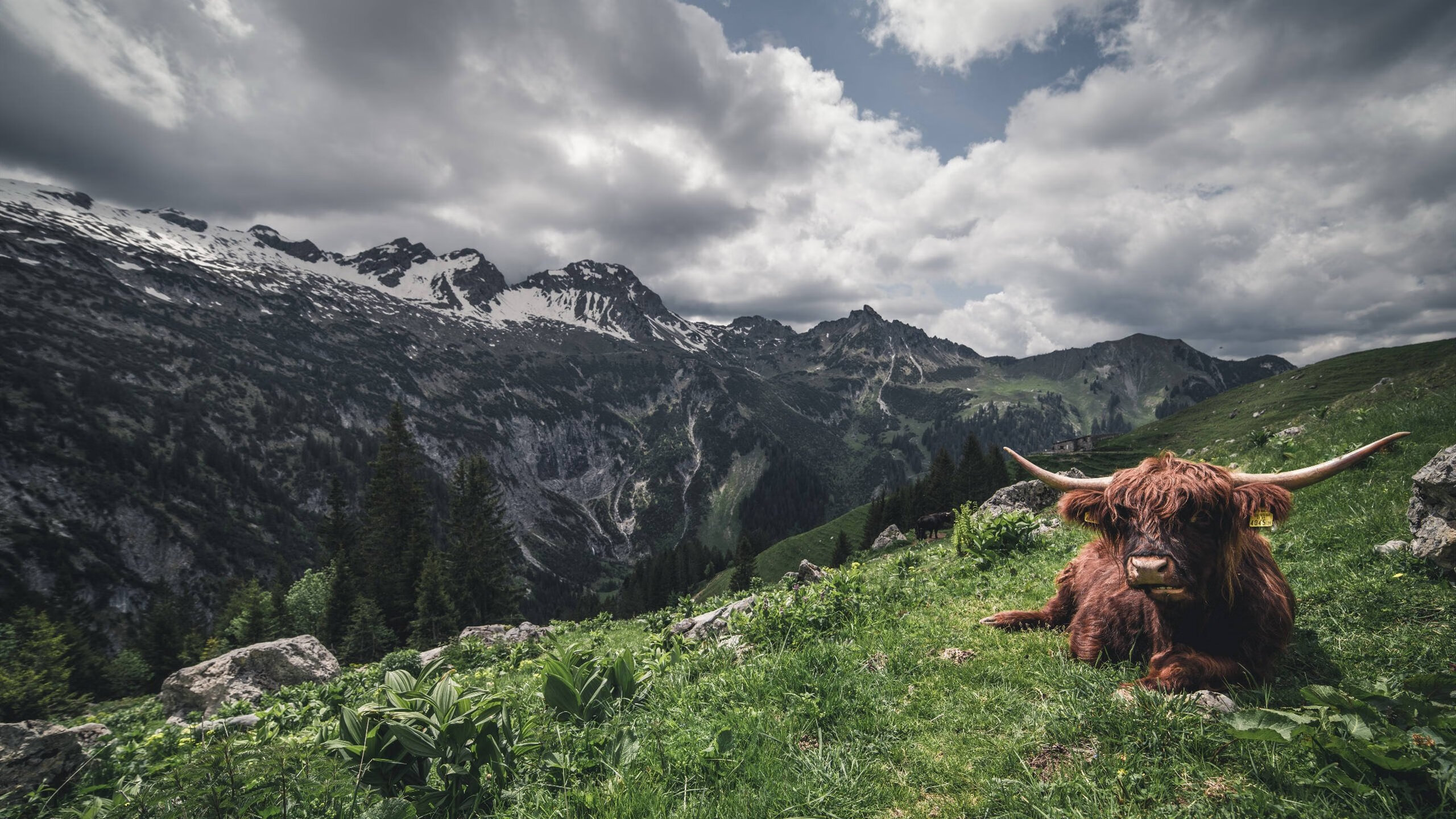 爱游戏大厅-两场胜利，两种唯一，范弗利特用旧世界艺术单骑救主，森林狼以新世界洪流席卷尼克斯
